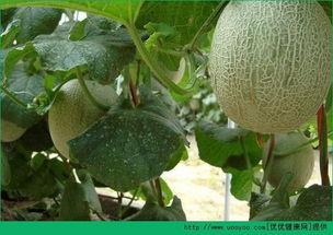 老年人吃哈密瓜会沙哑吗,揭秘吃哈密瓜是否会引发沙哑之谜