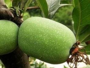 西府海棠吃瓜,品味瓜果之韵，探寻古韵风情