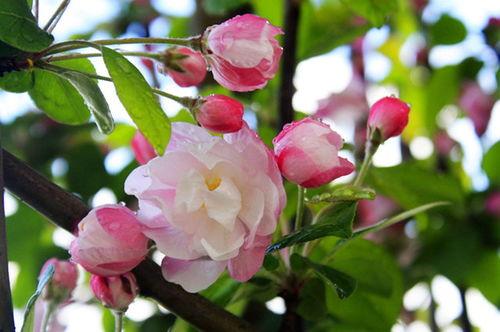 西府海棠吃瓜,品味瓜果之韵，探寻古韵风情