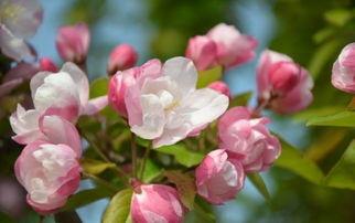 西府海棠吃瓜,品味瓜果之韵，探寻古韵风情