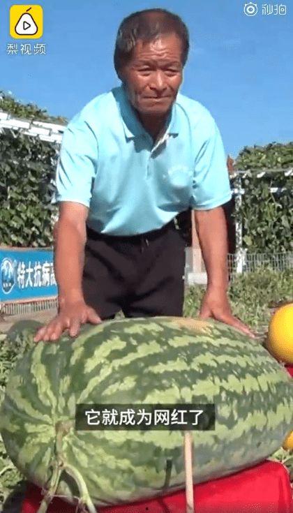 100斤吃瓜群众,揭秘100斤吃瓜群众的独特生活