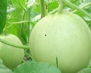 怀孕可以吃黑瓜吗,黑瓜在孕期是否适宜食用