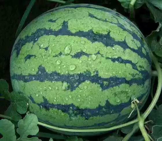 萱子吃瓜,揭秘娱乐圈幕后故事