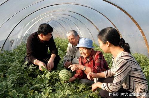 林清平吃瓜资源,瓜田里的智慧人生