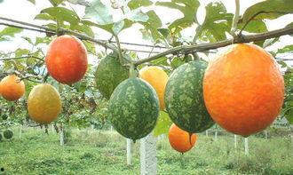 梦见吃吊瓜,探寻吊瓜的神秘寓意