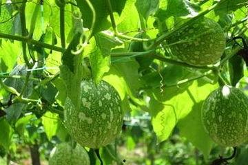 梦见吃吊瓜,探寻吊瓜的神秘寓意