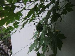 街道窗台吃瓜,瓜香四溢的夏日时光