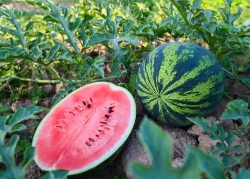 许昌 吃瓜,瓜田里的欢乐时光