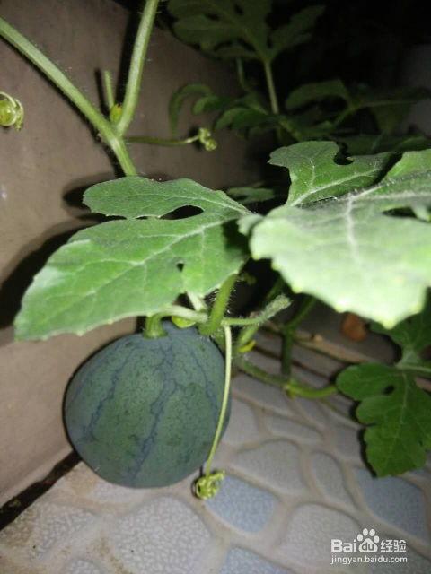 瓜 吃籽的,探寻吃籽文化的魅力与传承