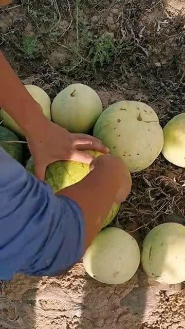 瓜 吃籽的,探寻吃籽文化的魅力与传承