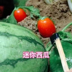 tian小号吃瓜,揭秘tian小号吃瓜背后的故事