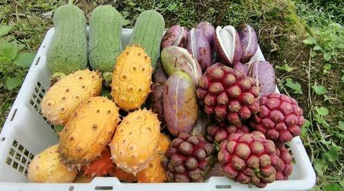 农村人吃彩色瓜