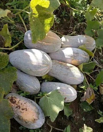 农村人吃彩色瓜