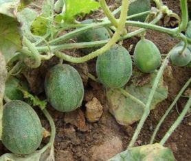 农村人吃彩色瓜