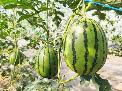 吃瓜技巧完结文,揭秘吃瓜技巧完结篇