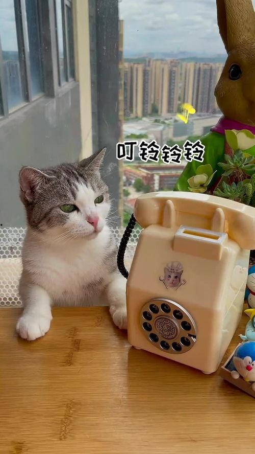 猫咪吃西瓜哈密瓜,西瓜与哈密瓜的甜蜜诱惑