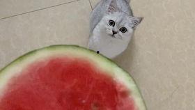 猫咪吃西瓜哈密瓜,西瓜与哈密瓜的甜蜜诱惑