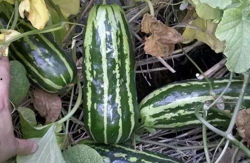 五斤瓜怎么吃,创意吃法大盘点