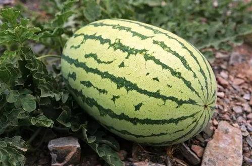 五斤瓜怎么吃,创意吃法大盘点