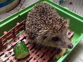 郑州新闻刺猬吃瓜事件,一场意外引发的动物保护热议