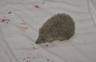 郑州新闻刺猬吃瓜事件,一场意外引发的动物保护热议