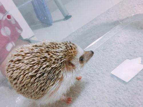 郑州新闻刺猬吃瓜事件,一场意外引发的动物保护热议