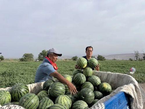 天天吃瓜曹县,天天吃瓜，乐享田园生活