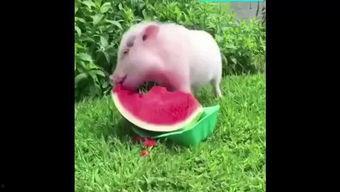 吃瓜猪卡包,趣味无限，欢乐集结