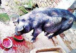 吃瓜猪卡包,趣味无限，欢乐集结