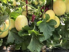 界首吃瓜视频全集,揭秘全网热议事件背后的真相