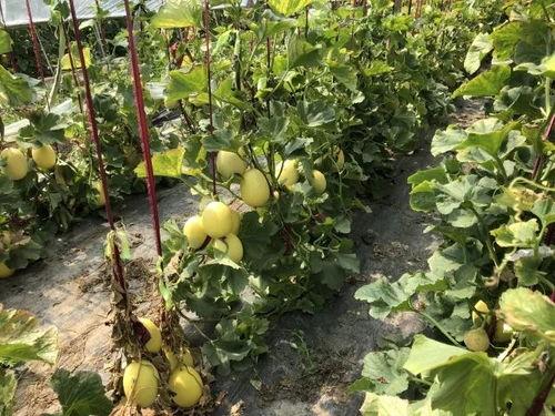 界首吃瓜视频全集,揭秘全网热议事件背后的真相