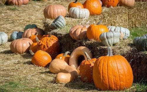 朝圣吃瓜,探寻信仰与瓜果的奇妙交融