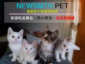 道具小喵吃瓜,揭秘娱乐圈那些不为人知的秘密