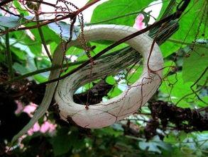 吃蛇瓜的车,车友们的美食探险之旅