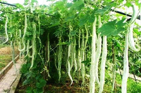 吃蛇瓜的车,车友们的美食探险之旅