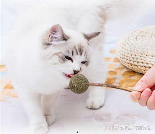 猫咪吃不吃素瓜,探究猫咪对素瓜的喜好与营养