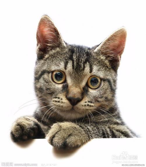 猫咪吃不吃素瓜,探究猫咪对素瓜的喜好与营养