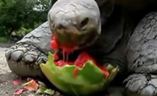 乌龟吃瓜不,乌龟的夏日瓜趣