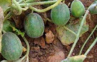 小屎瓜怎么吃,解锁美味新体验