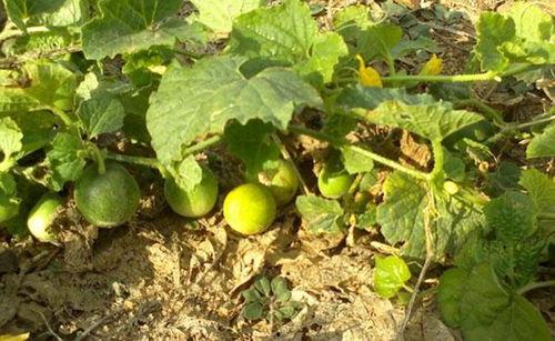 小屎瓜怎么吃,解锁美味新体验