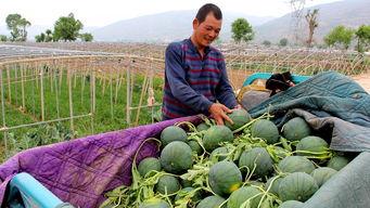 芝川镇吃瓜,瓜香四溢，品味夏日清凉