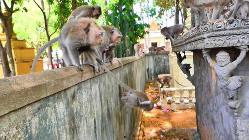 猴子吃瓜声音版本,趣味横生演绎夏日狂欢