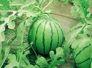 河北圆圆吃瓜挑战,掀起夏日清凉潮流