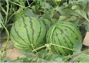 河北圆圆吃瓜挑战,掀起夏日清凉潮流