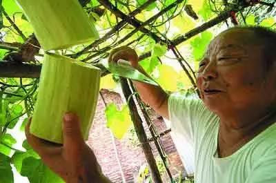 吃瓜吃到树上了,竟吃到树上去了！揭秘“吃瓜达人”的奇幻之旅