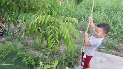 吃瓜吃到树上了,竟吃到树上去了！揭秘“吃瓜达人”的奇幻之旅