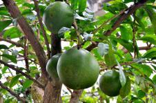 吃瓜吃到树上了,竟吃到树上去了！揭秘“吃瓜达人”的奇幻之旅