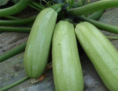 小角瓜可以呛着吃吗,挑战味蕾的新尝试