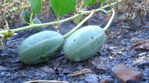 小角瓜可以呛着吃吗,挑战味蕾的新尝试