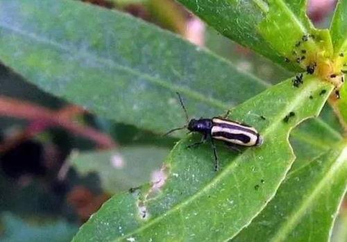 专吃瓜叶黄甲虫怎么治,高效治理策略全解析